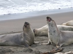 2008Elephant-Seals-6